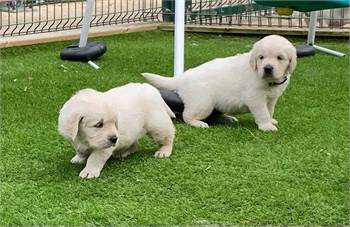 Golden Retriever puppies for free adoption 