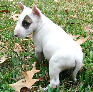  female and male Bull Terrier puppies  Text:‪(435) 538-9731