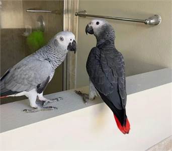 African grey parrots.