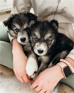 Blue eyes Siberian Husky puppies