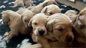 Golden Retriever puppies for sale KC REGISTERED