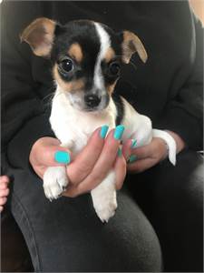  MALE and FEMALE CHIHUAHUA PUPPIES FOR SALE