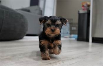 Healthy socialized, family raised Yorkie puppies