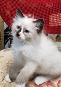 Pure healthy, socialized indoor trained Ragdoll kittens