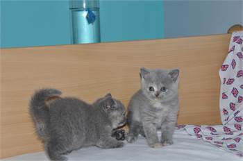 Stunning British Shorthair Kittens,..whatsapp me at: +447418348600