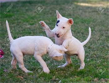  Bull Terrier puppies Puppies. 1 male and 1 female, AKC Text (435) 538-9731
