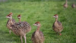 Ostrich chicks and others available