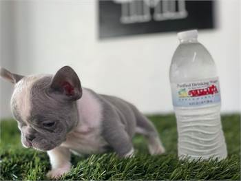 French bulldog available male and female 