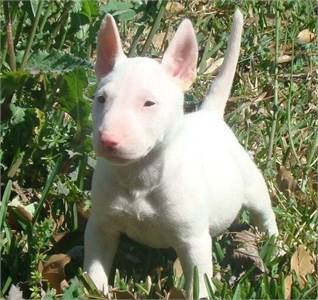 Old 12 Bull Terrier Puppies for sale