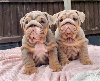 English bulldog puppies 